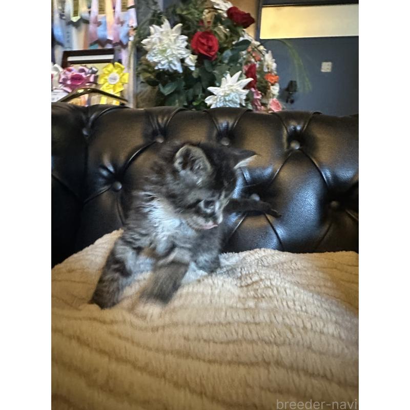 成約済の愛知県のメインクーン-131889の2枚目