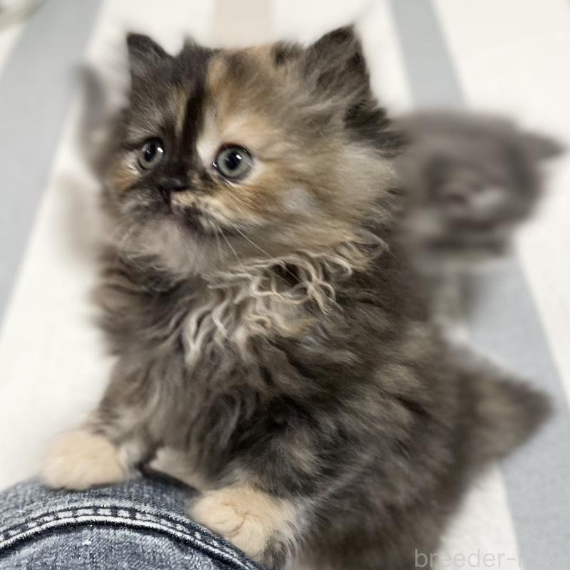 販売中の愛知県のミヌエット-130132