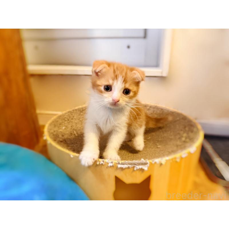 販売中の徳島県のスコティッシュフォールド(折れ耳)-131890の16枚目