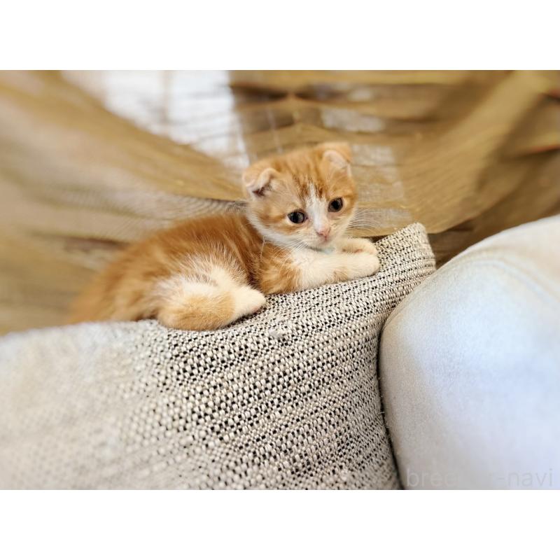 販売中の徳島県のスコティッシュフォールド(折れ耳)-131890の15枚目