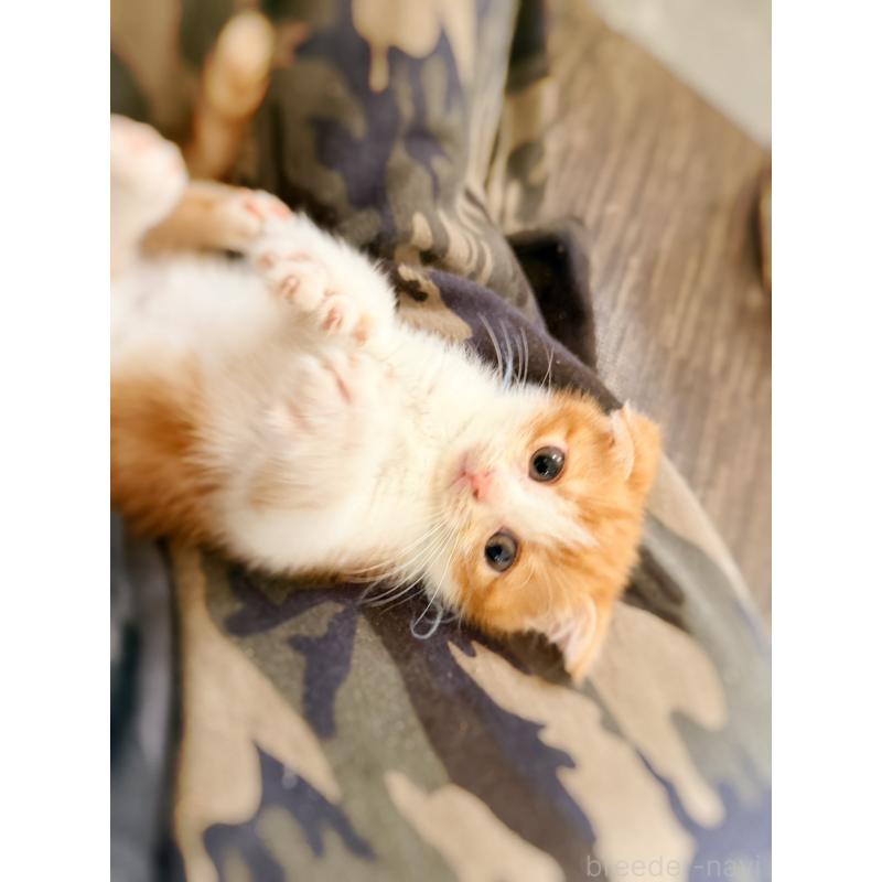 販売中の徳島県のスコティッシュフォールド(折れ耳)-131890の14枚目