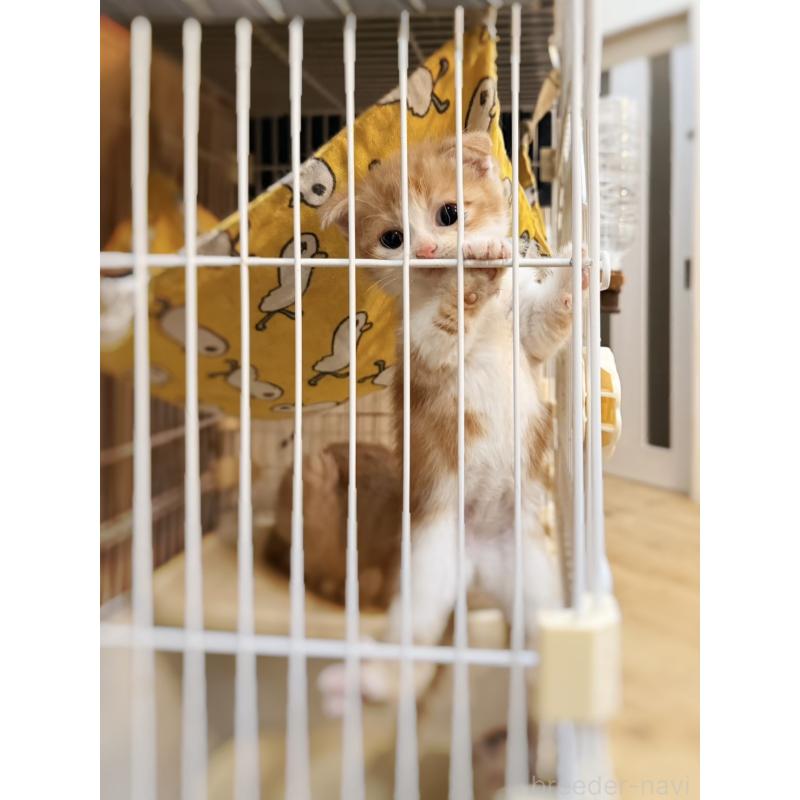 販売中の徳島県のスコティッシュフォールド(折れ耳)-131890の13枚目