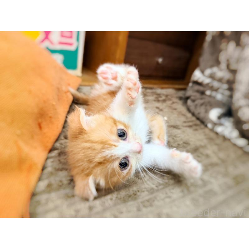 販売中の徳島県のスコティッシュフォールド(折れ耳)-131890の12枚目