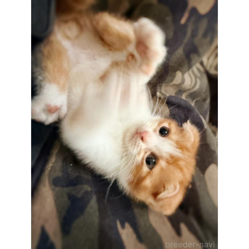 販売中の徳島県のスコティッシュフォールド(折れ耳)-131890の11枚目