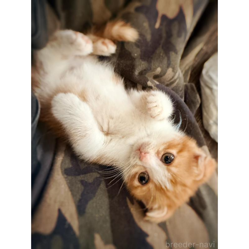 販売中の徳島県のスコティッシュフォールド(折れ耳)-131890の10枚目