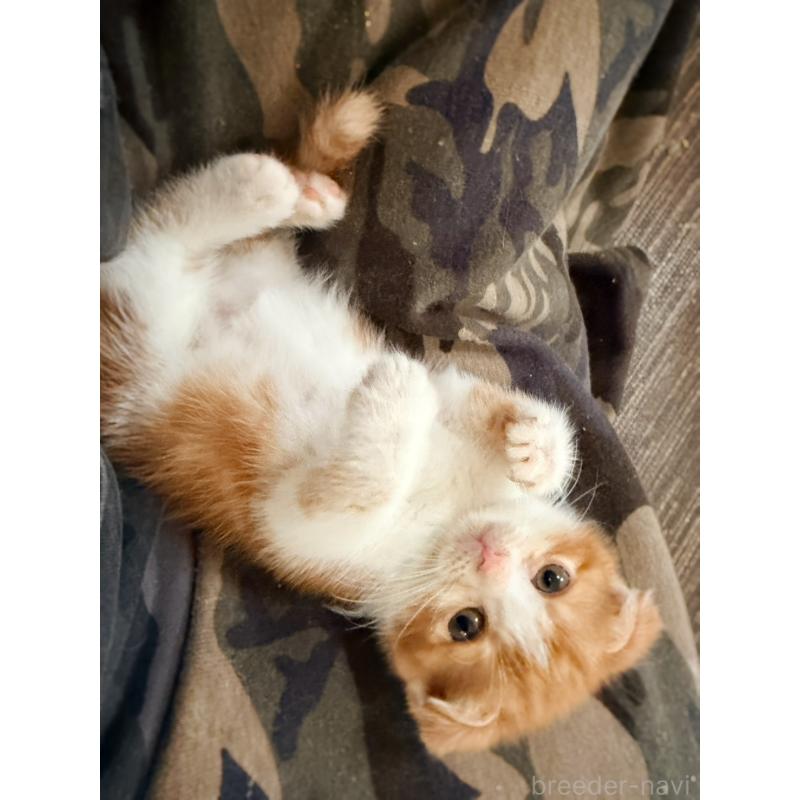 販売中の徳島県のスコティッシュフォールド(折れ耳)-131890の9枚目