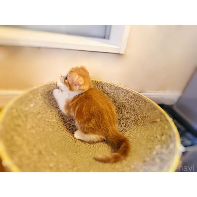 販売中の徳島県のスコティッシュフォールド(折れ耳)-131890の8枚目