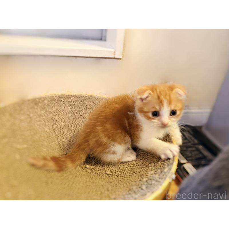 販売中の徳島県のスコティッシュフォールド(折れ耳)-131890の6枚目