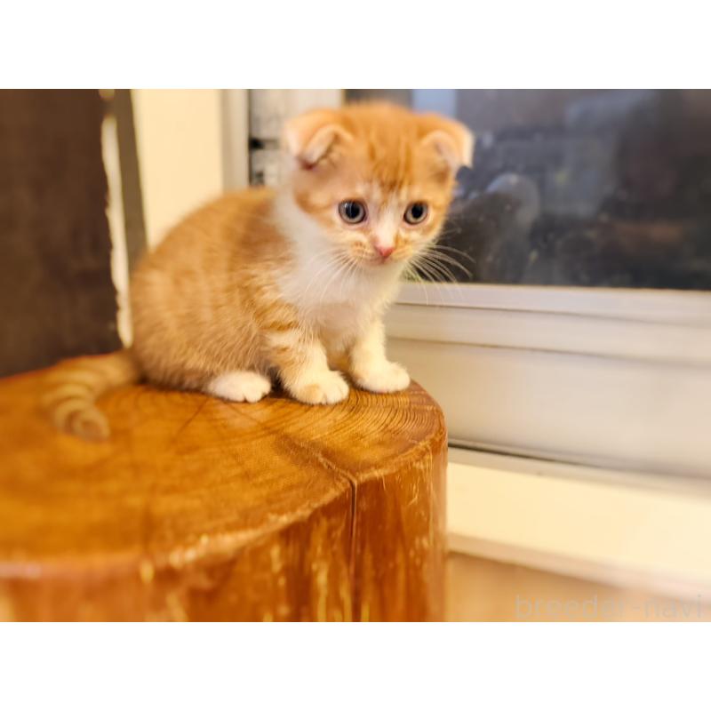 販売中の徳島県のスコティッシュフォールド(折れ耳)-131890の5枚目