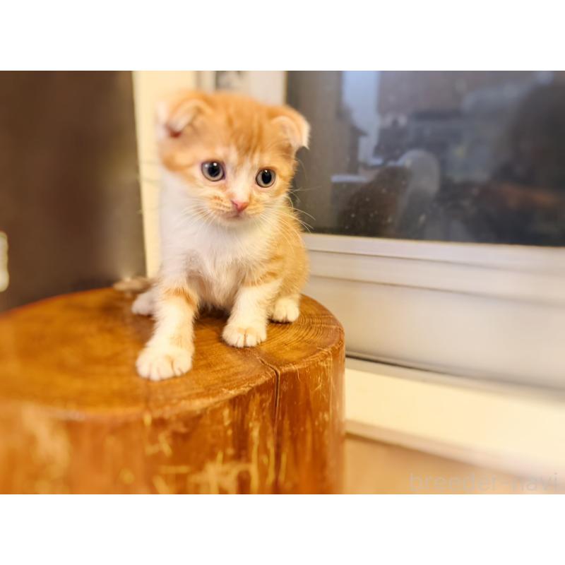 販売中の徳島県のスコティッシュフォールド(折れ耳)-131890の4枚目