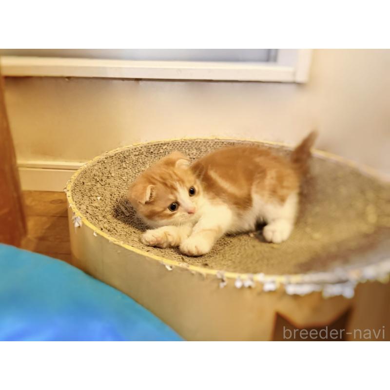 販売中の徳島県のスコティッシュフォールド(折れ耳)-131890の3枚目