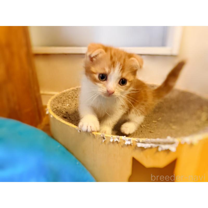 販売中の徳島県のスコティッシュフォールド(折れ耳)-131890の2枚目