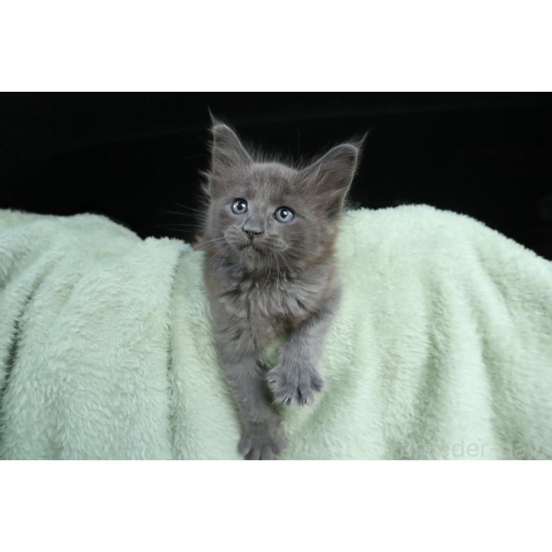 販売中の東京都のメインクーン-131891の4枚目