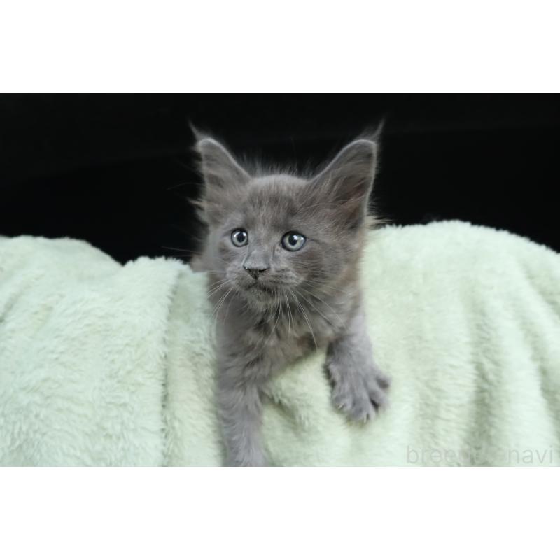 販売中の東京都のメインクーン-131891の3枚目