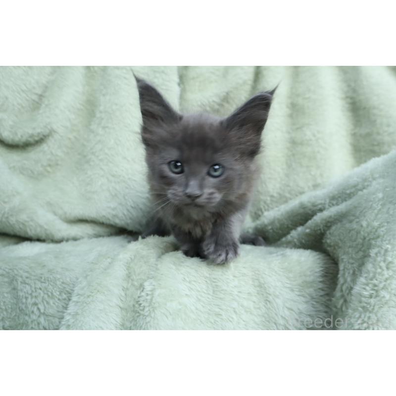 販売中の東京都のメインクーン-131891の2枚目