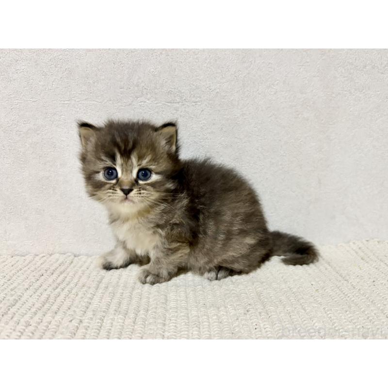 販売中の兵庫県のサイベリアン-131892の10枚目