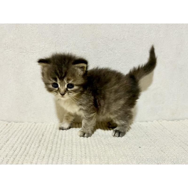 販売中の兵庫県のサイベリアン-131892の11枚目