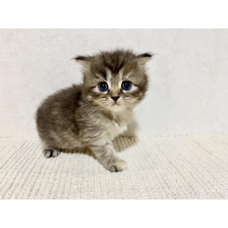 販売中の兵庫県のサイベリアン-131892の9枚目