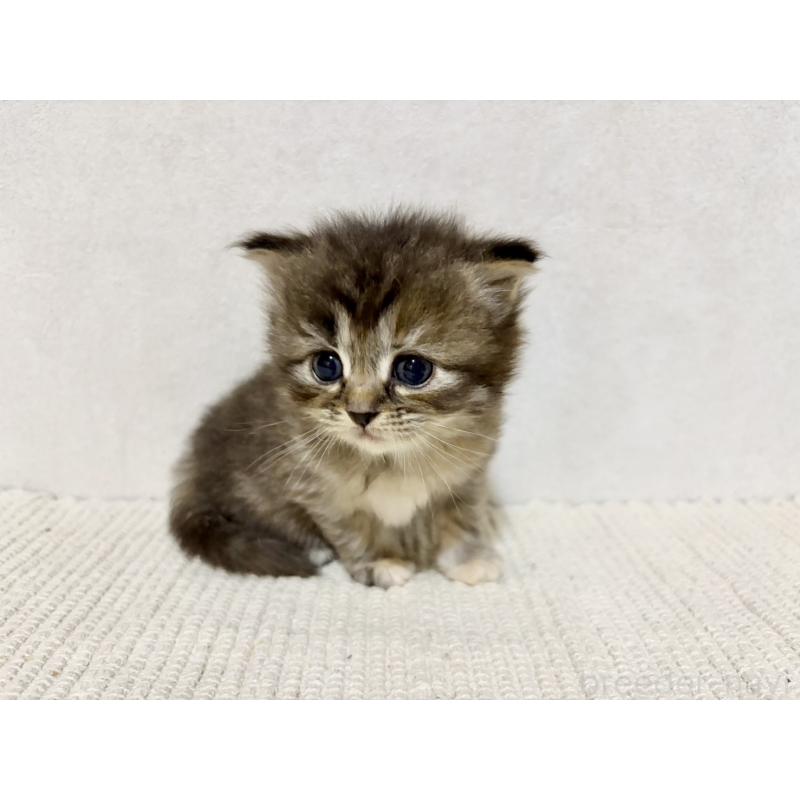 販売中の兵庫県のサイベリアン-131892の8枚目