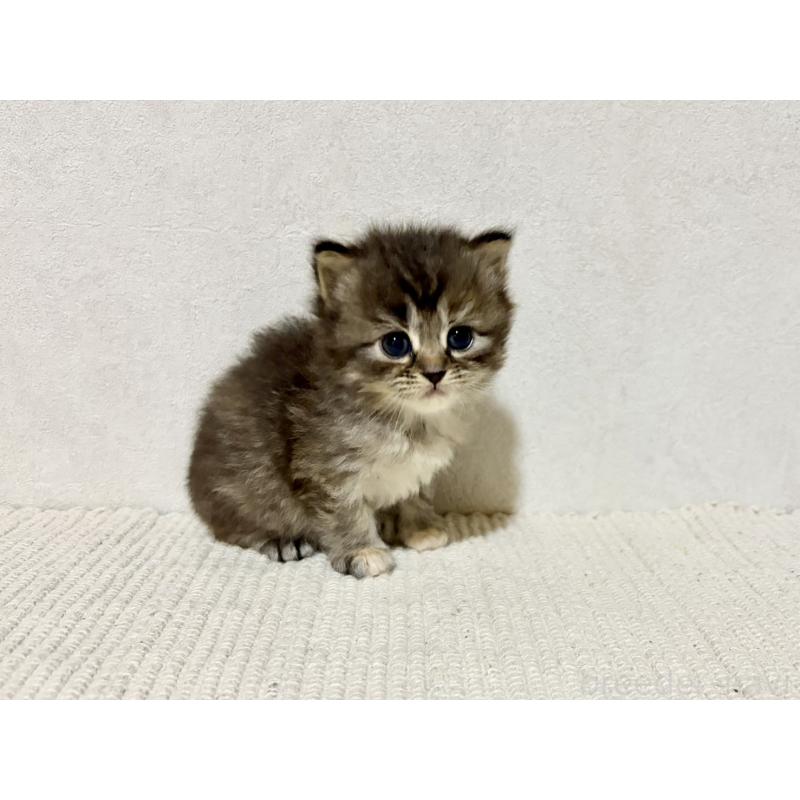 販売中の兵庫県のサイベリアン-131892の6枚目