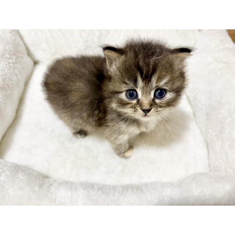 販売中の兵庫県のサイベリアン-131892の4枚目