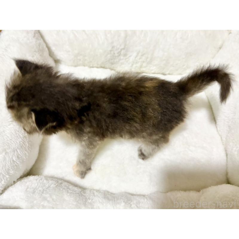 販売中の兵庫県のサイベリアン-131892の3枚目