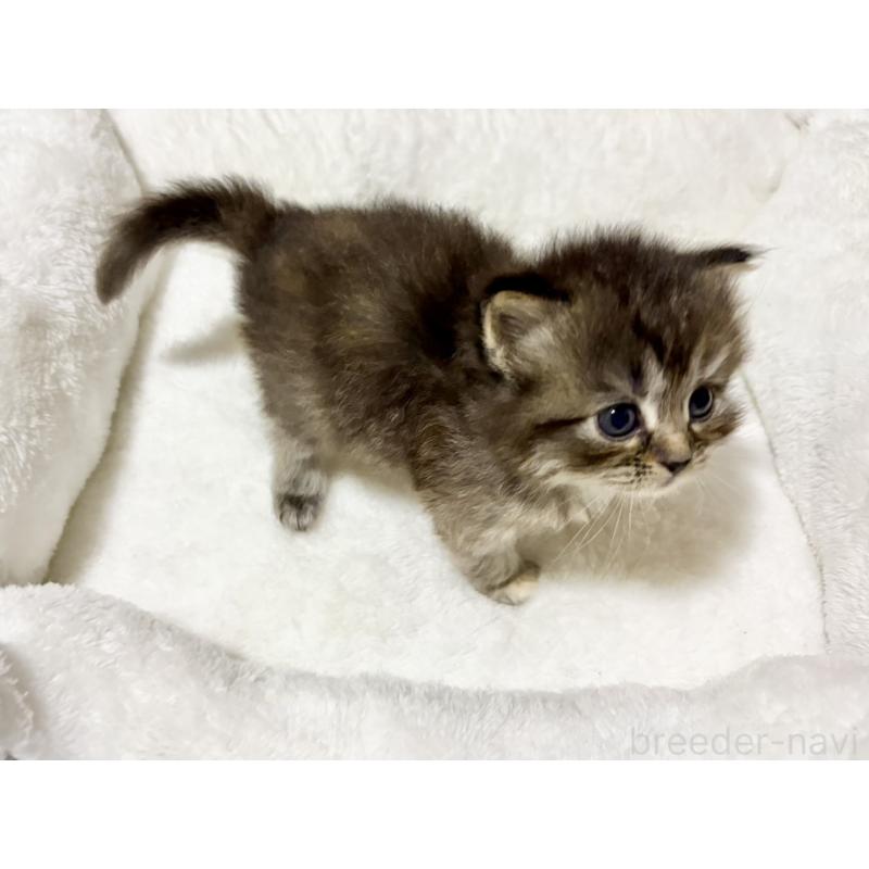 販売中の兵庫県のサイベリアン-131892の2枚目