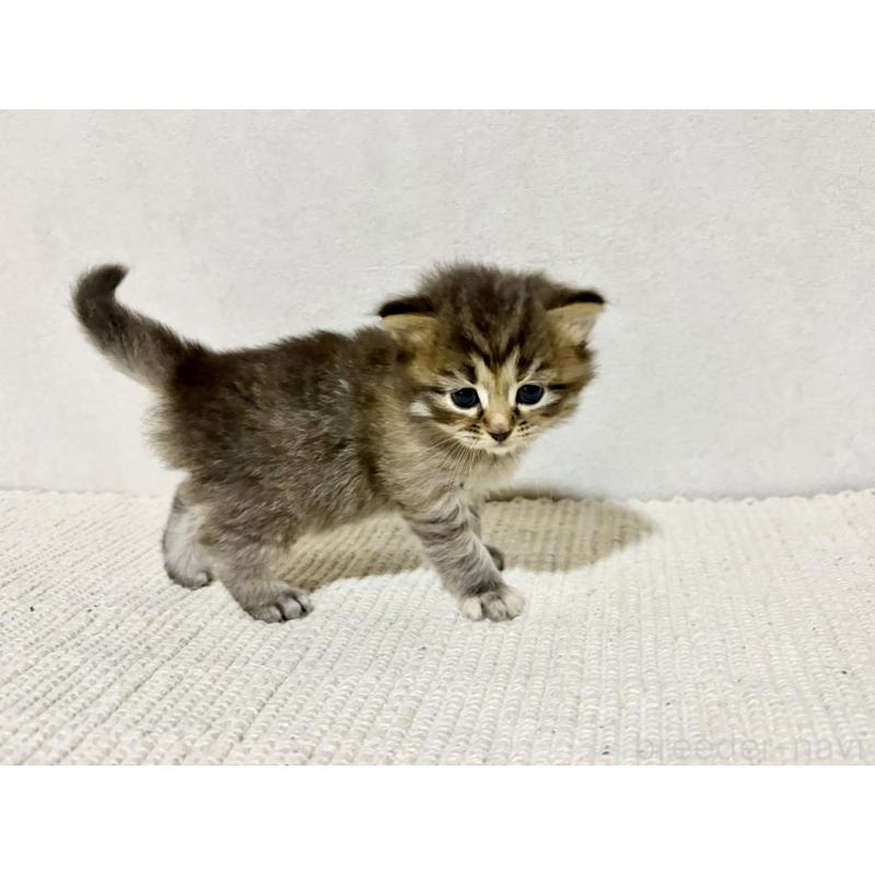 販売中の兵庫県のサイベリアン-131893の11枚目