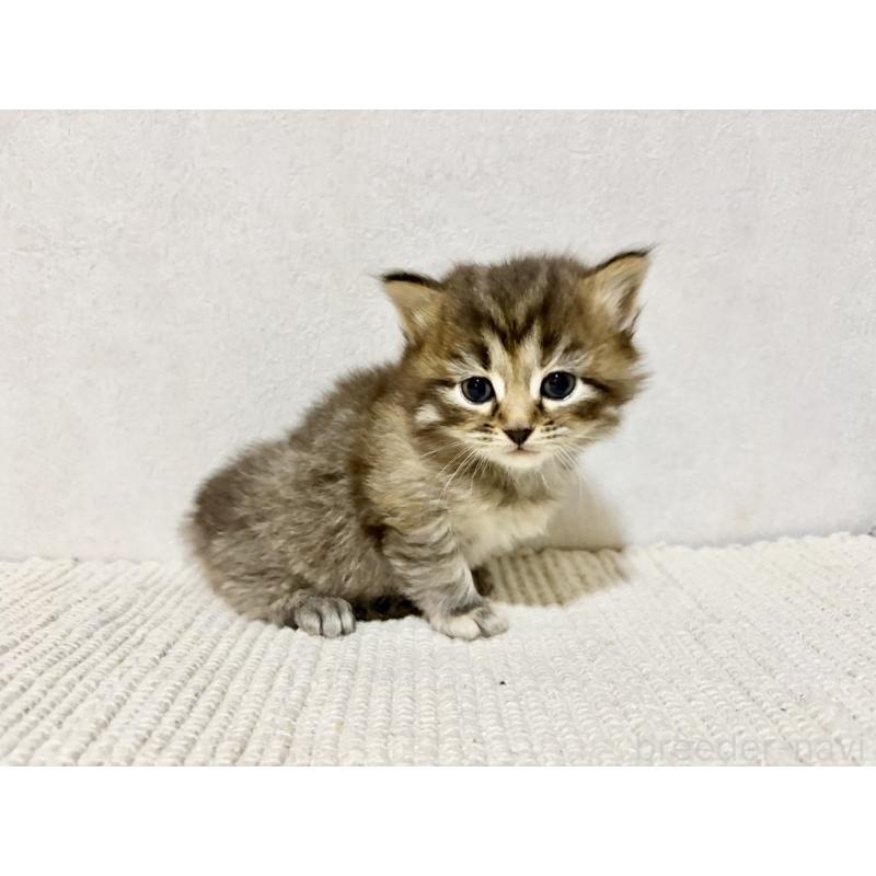 販売中の兵庫県のサイベリアン-131893の10枚目