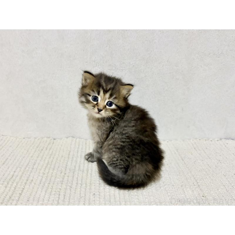 販売中の兵庫県のサイベリアン-131893の8枚目