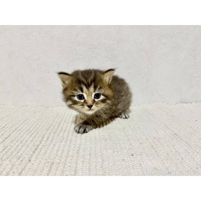 販売中の兵庫県のサイベリアン-131893の9枚目