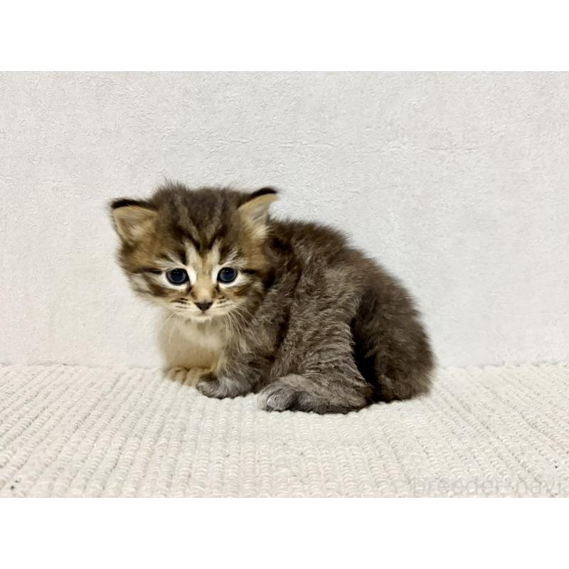 販売中の兵庫県のサイベリアン-131893の6枚目