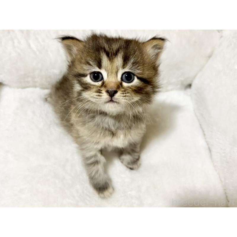 販売中の兵庫県のサイベリアン-131893の5枚目