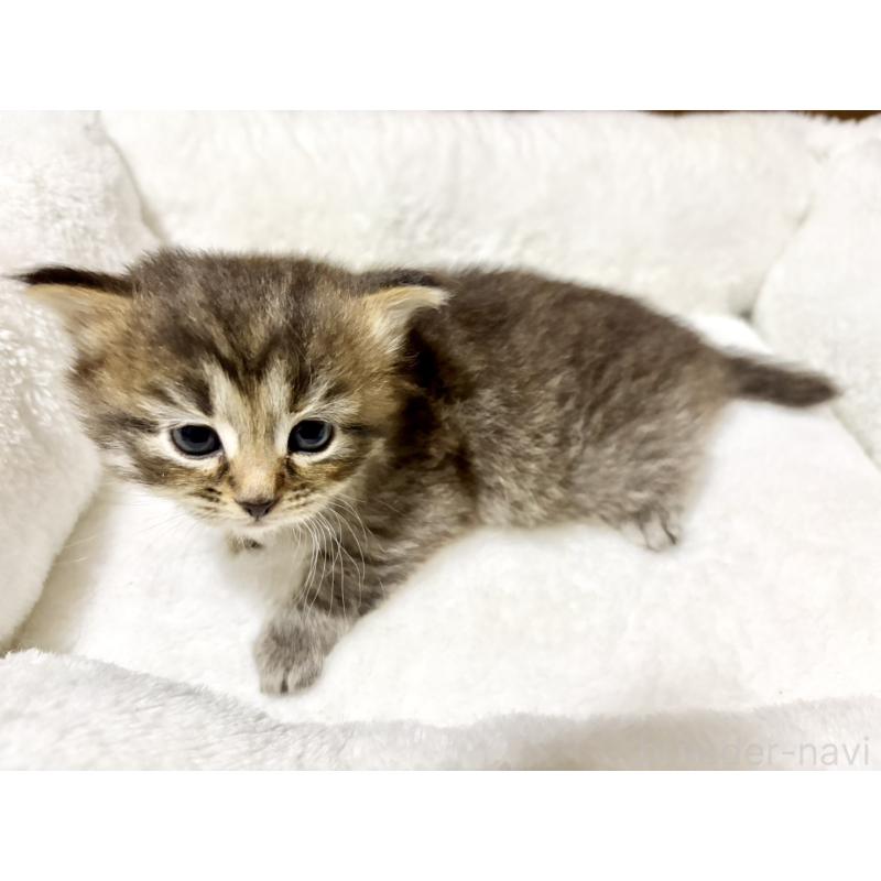 販売中の兵庫県のサイベリアン-131893の4枚目