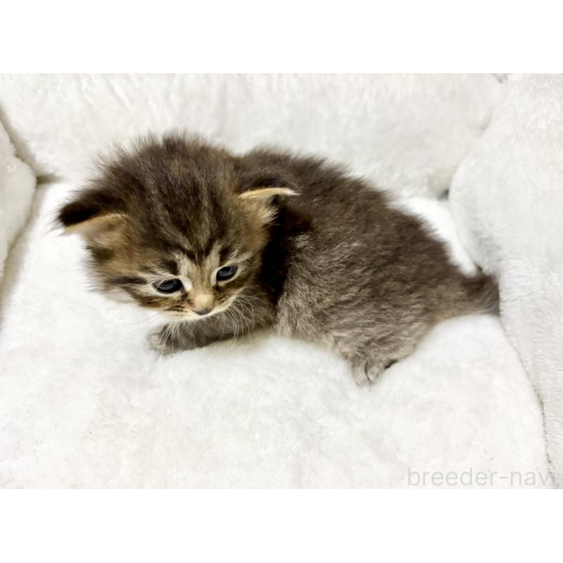 販売中の兵庫県のサイベリアン-131893の2枚目