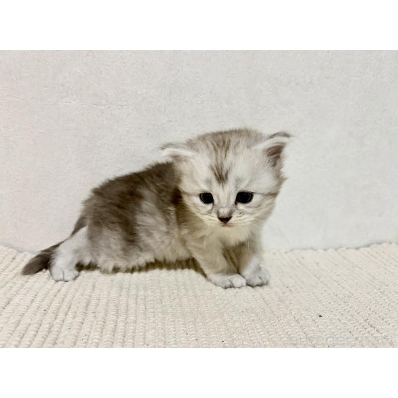 販売中の兵庫県のサイベリアン-131894の10枚目