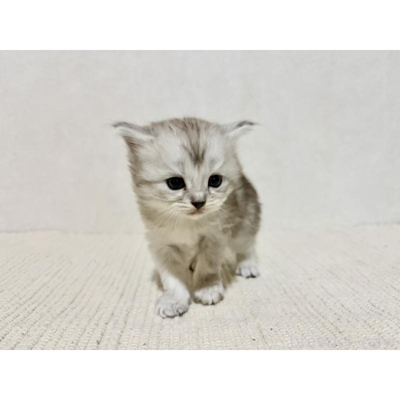 販売中の兵庫県のサイベリアン-131894の11枚目