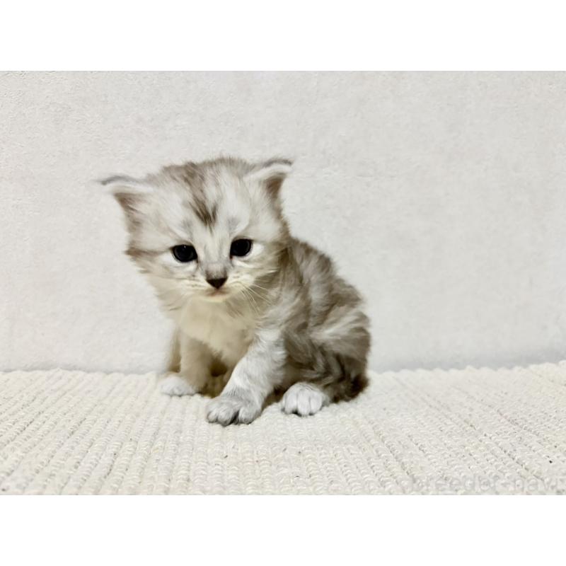 販売中の兵庫県のサイベリアン-131894の9枚目