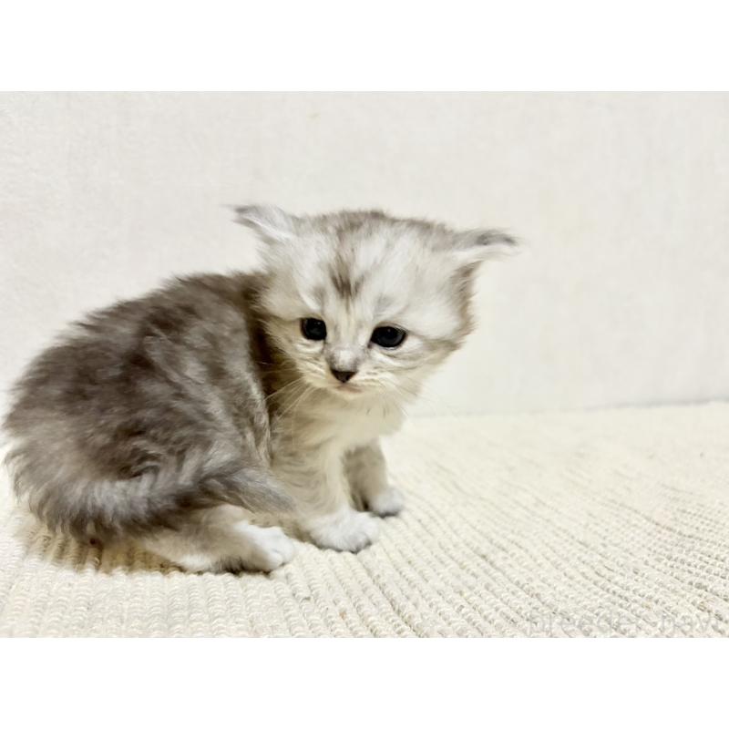 販売中の兵庫県のサイベリアン-131894の8枚目