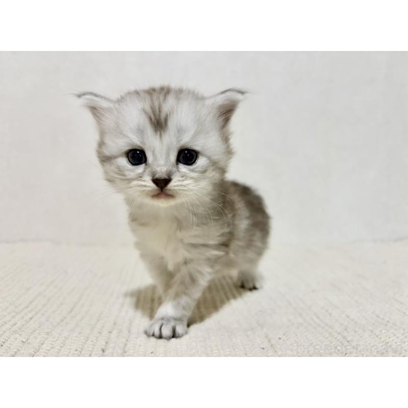 販売中の兵庫県のサイベリアン-131894の7枚目