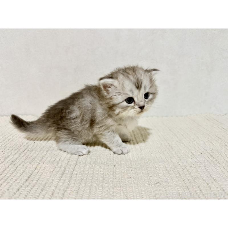 販売中の兵庫県のサイベリアン-131894の6枚目