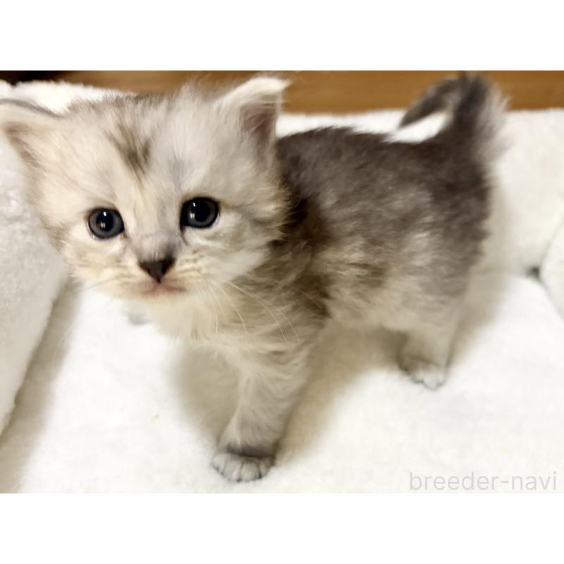 販売中の兵庫県のサイベリアン-131894の4枚目