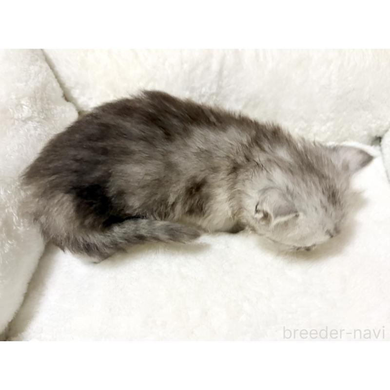 販売中の兵庫県のサイベリアン-131894の2枚目