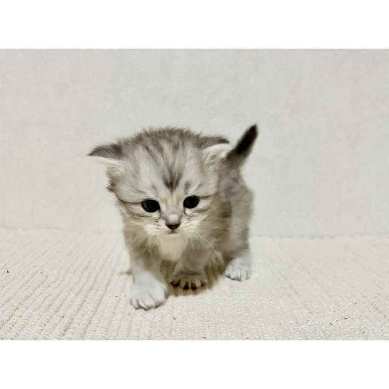 販売中の兵庫県のサイベリアン-131895の10枚目