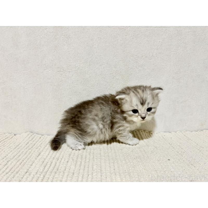 販売中の兵庫県のサイベリアン-131895の8枚目