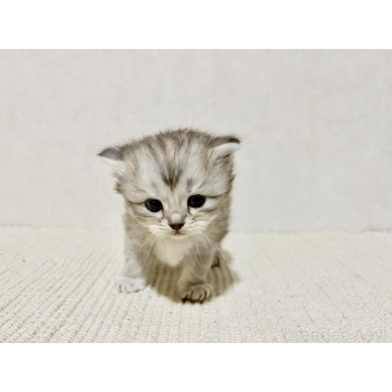 販売中の兵庫県のサイベリアン-131895の7枚目