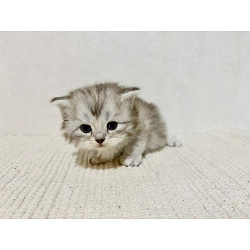 販売中の兵庫県のサイベリアン-131895の6枚目