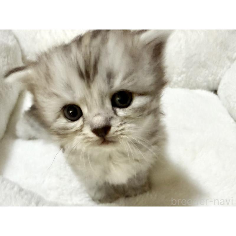 販売中の兵庫県のサイベリアン-131895の5枚目