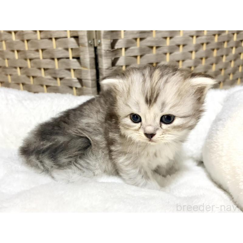 販売中の兵庫県のサイベリアン-131895の4枚目