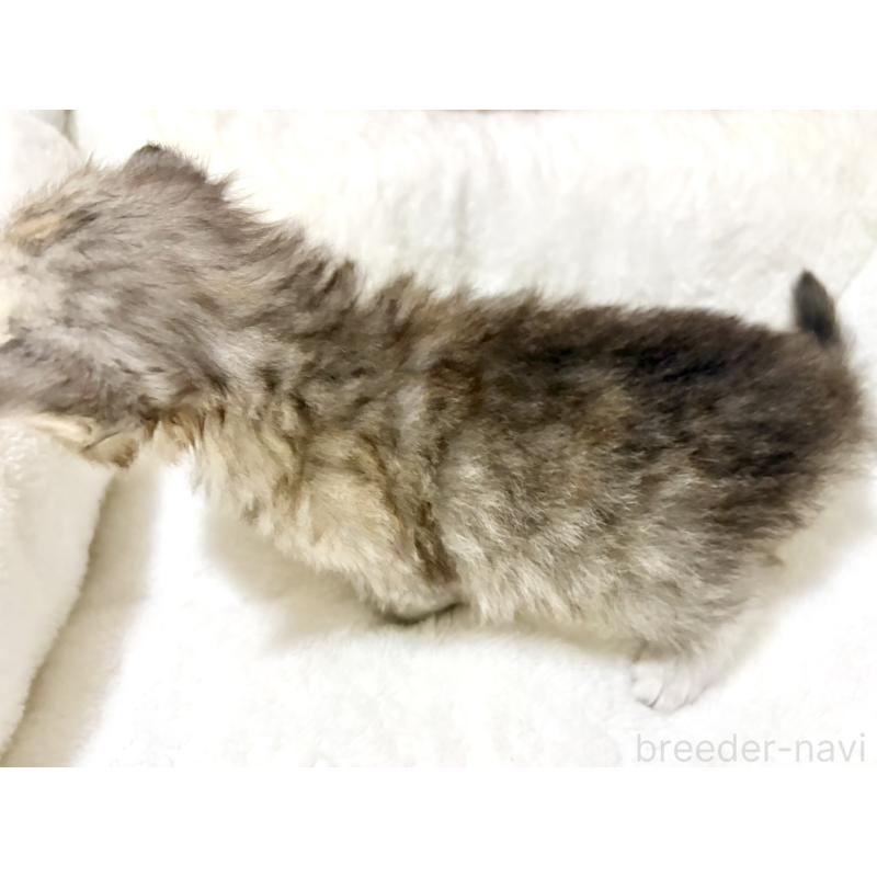 販売中の兵庫県のサイベリアン-131895の3枚目